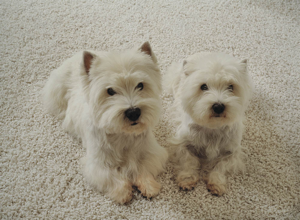 Carpet Puppies